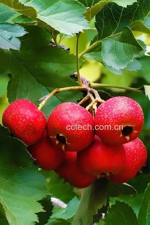 山楂果茶材料和做法