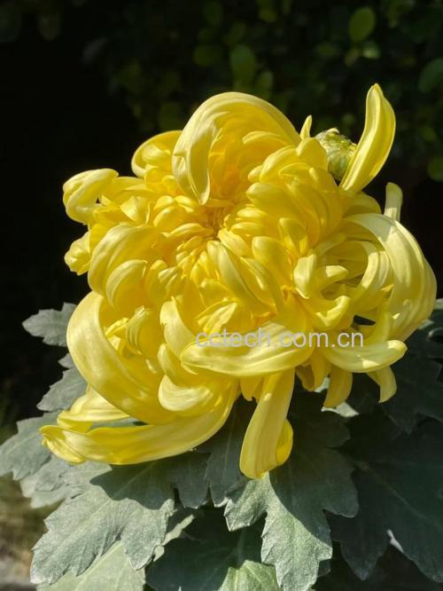 菊花山楂茶做法和功效