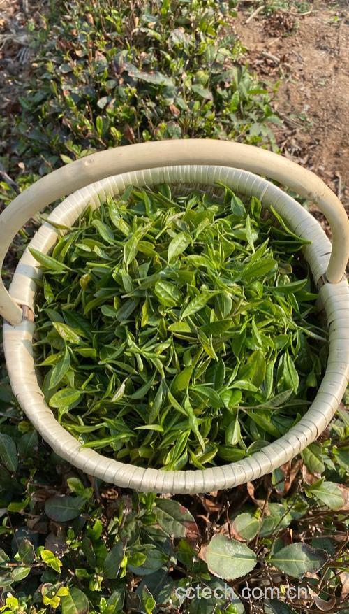 绿茶的基本特征,冲泡方法和保健功效