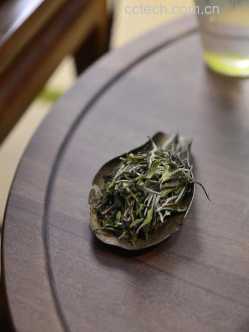 白茶的基本特征和加工工艺