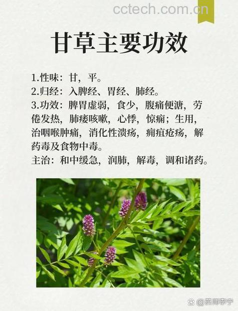 甘草蒲公英泡水喝功效和作用