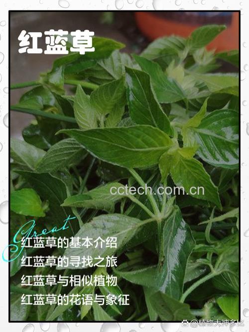 红蓝草的药用价值和使用禁忌