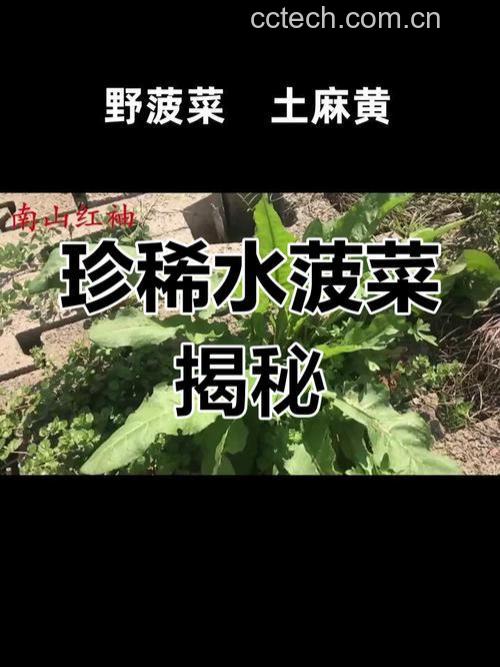 中药水菠菜的功效与作用