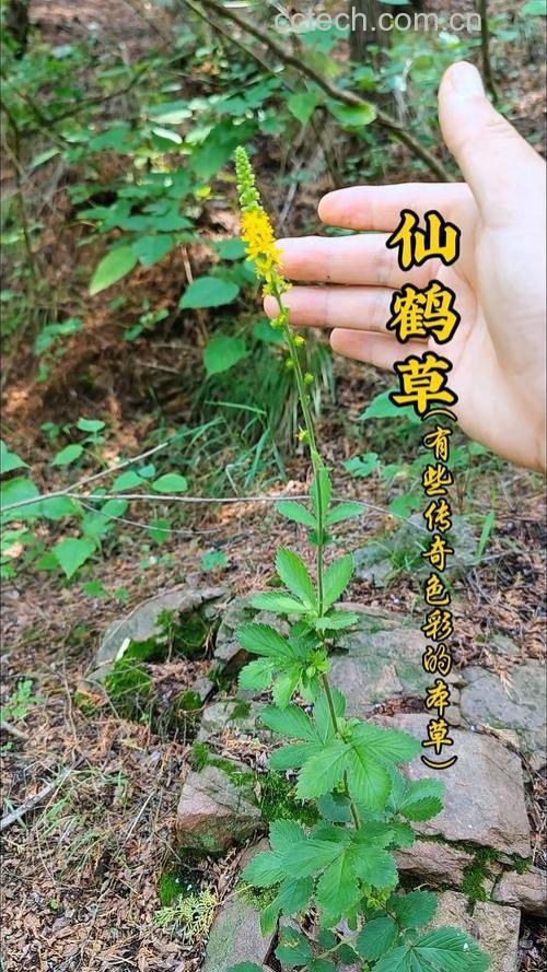 中药仙鹤草的作用与功效及药用价值