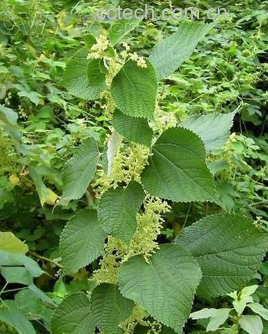 苎麻根的功效与作用
