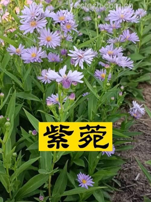 紫菀的功效与作用及禁忌