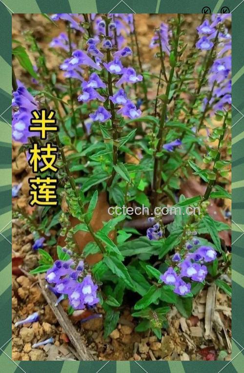 半枝莲的作用与功效