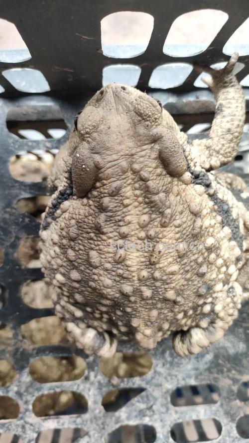蟾蜍的药用功效与作用