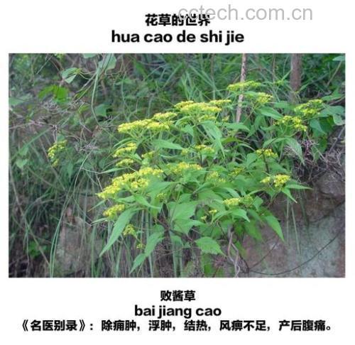败酱草的功效与作用及禁忌