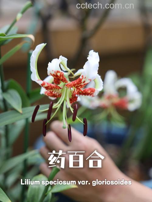 药百合和甜百合的区别