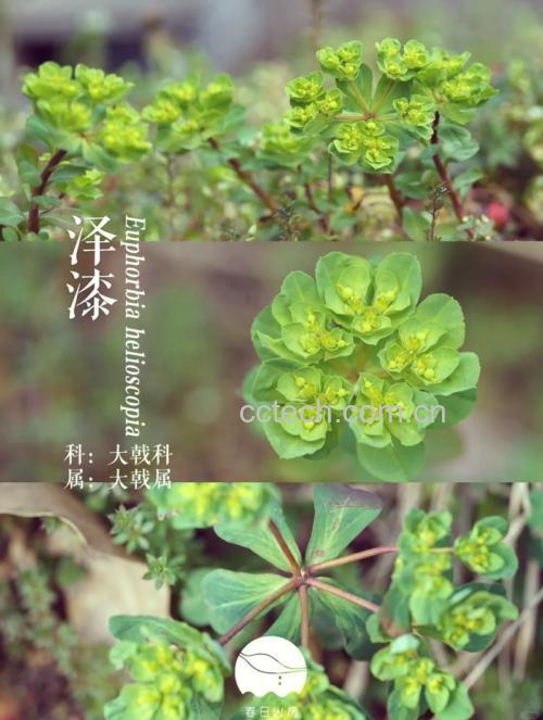 泽漆的功效与作用及常见选方