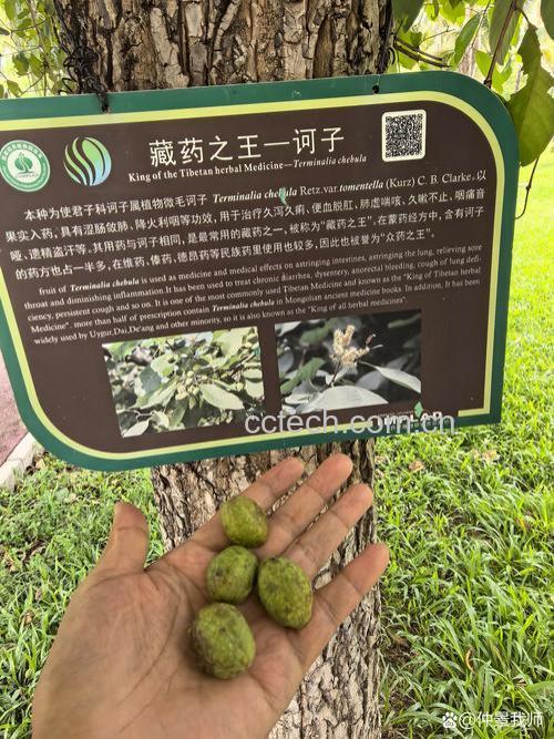中药诃子的功效与作用