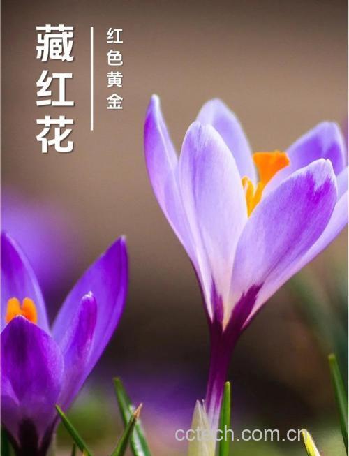 藏红花怎么吃效果最好
