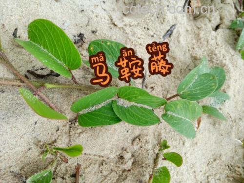 中药马鞍藤的功效与作用