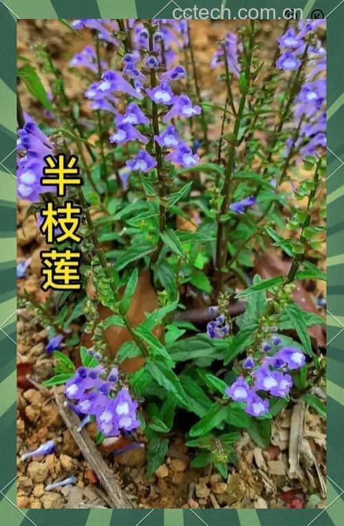 中药半枝莲_半枝莲的功效与作用_半枝莲图片