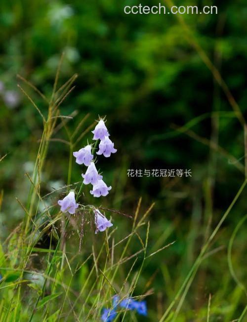 川藏沙参的功效与作用