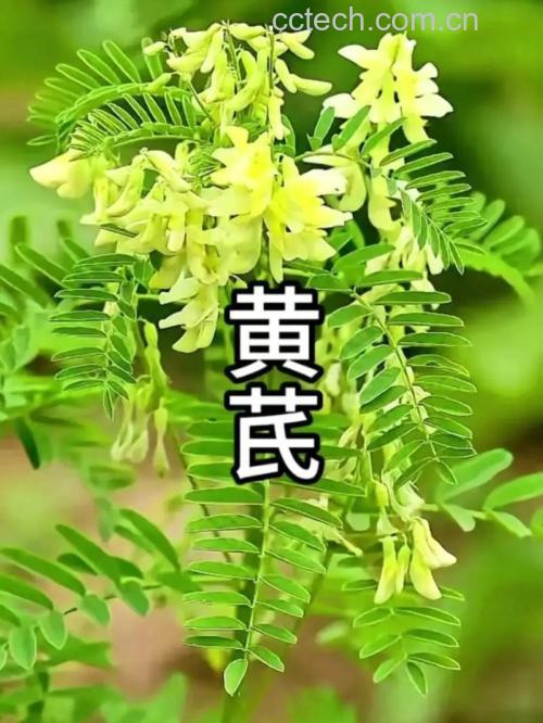 炙黄芪和黄芪的区别