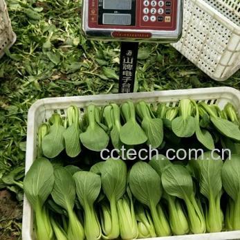 油菜花粉的功效与作用