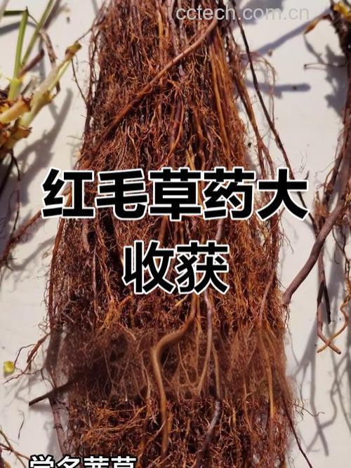 红毛丹的营养价值 红毛丹怎么保存和选购