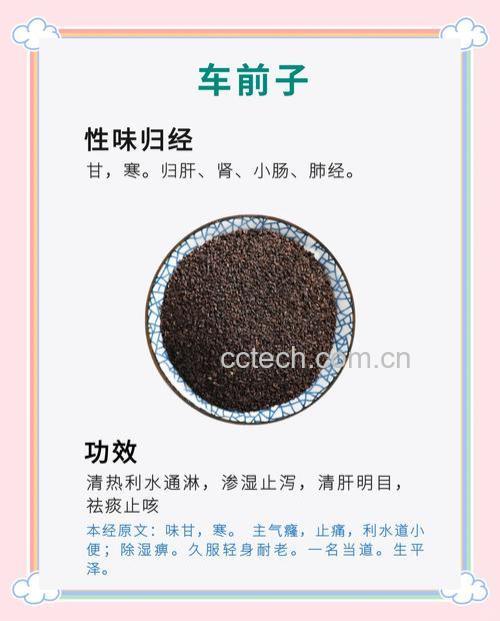 车前子的功效与作用