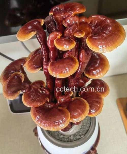 灵芝的营养 灵芝的吃法大全