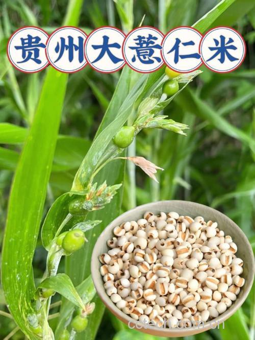 薏米的营养价值