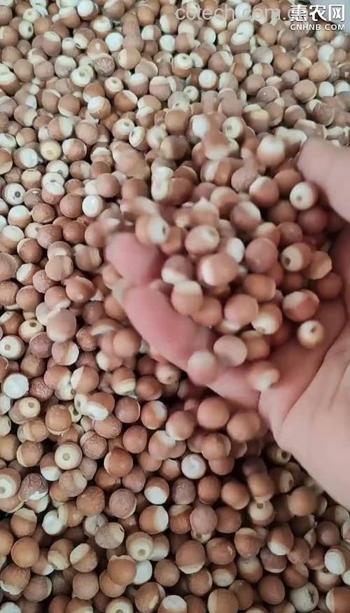 茨实米的营养价值