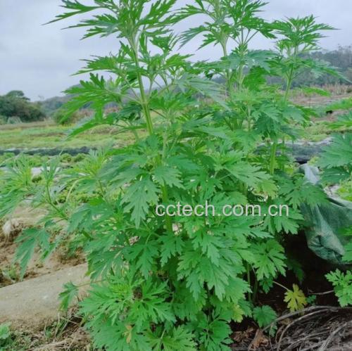 益母草的功效和作用