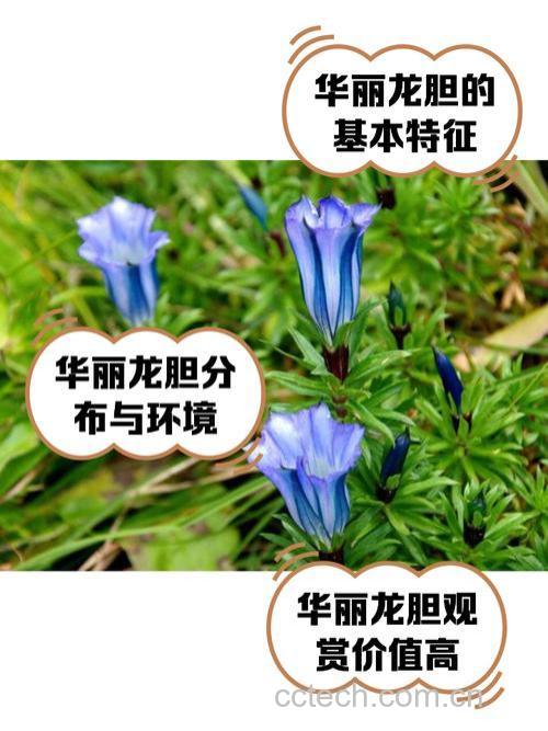 华丽龙胆的功效与作用