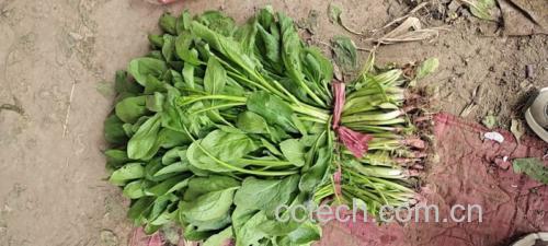 大叶菠菜家庭处理全流程对比图:左列生菜整株(带泥)、中列清水冲洗后、右列焯烫60秒后,三者色泽、挺括度、叶脉清晰度逐级对比