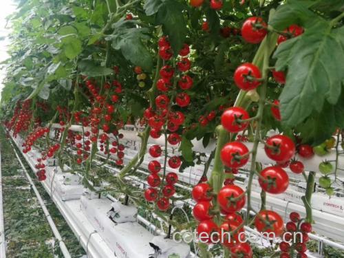 现代化种植大棚