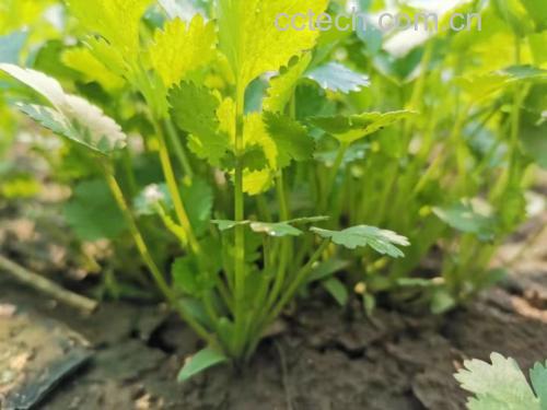 香菜植株特写
