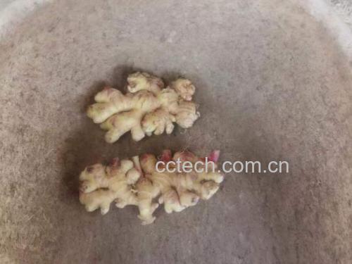 小黄姜制作面膜过程