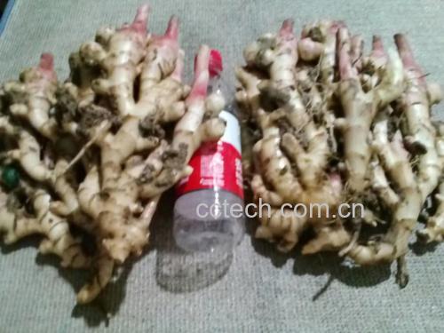 烤生姜成品与健康饮品搭配