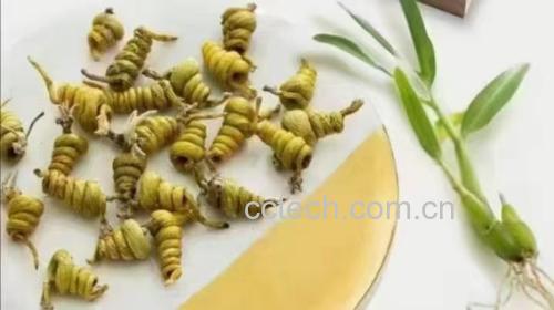 红参与石斛原材料图