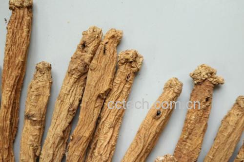 黑玛卡根茎实物图