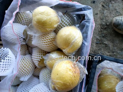 包装好的即食型真空鸭梨切片产品展示