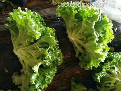 散叶生菜沙拉实景:深绿与紫红橡叶生菜混合铺底,点缀牛油果丁、烤南瓜籽、柠檬皮屑,淋浅金色初榨橄榄油,无乳制品与高钠酱料,体现低加工、高营养密度的现代健康饮食范式