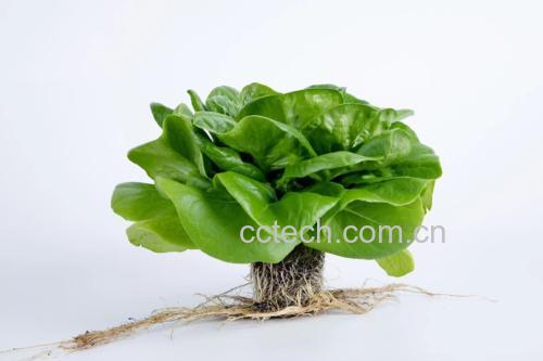 散叶生菜特写:深绿色波状叶片自然舒展,叶脉清晰呈网状分布,叶缘微卷,表面覆有薄层天然蜡质光泽,背景为湿润黑色壤土,体现新鲜采摘状态