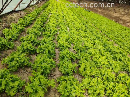 散叶生菜田间采收场景:农户戴棉质手套轻摘外层成熟叶片,植株中心新叶饱满挺立,土壤湿润疏松,晨露未散,体现可持续“剥叶采收”模式对营养持续合成的保障