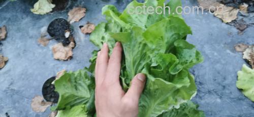 散叶生菜沙拉实景：大碗中铺满清脆散叶生菜，上置牛油果丁、烤核桃碎、樱桃番茄对半切、少许红洋葱丝，淋浅金色橄榄油柠檬汁酱汁，整体色彩鲜亮、质地分明