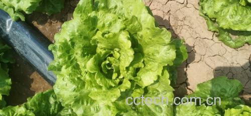 散叶生菜清洗对比示意图：左侧为未清洗散叶生菜（可见细微水珠附着及轻微蜡质反光），右侧为经三步法清洗后同一株生菜，叶片更通透、叶脉更清晰、无水膜残留，体现洁净度提升