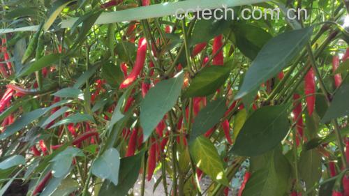 小米椒与美人椒植株形态对比特写