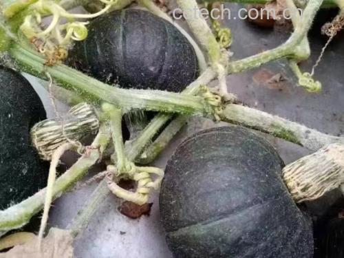 贝贝南瓜种植图