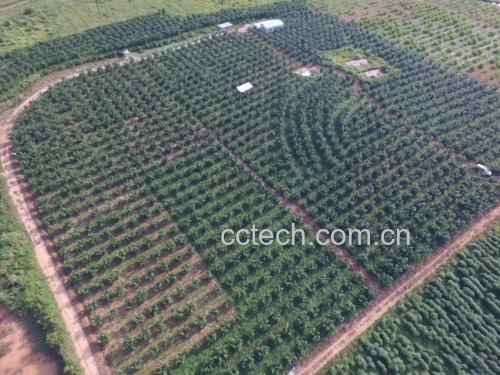 葡萄柚果皮深加工应用场景图