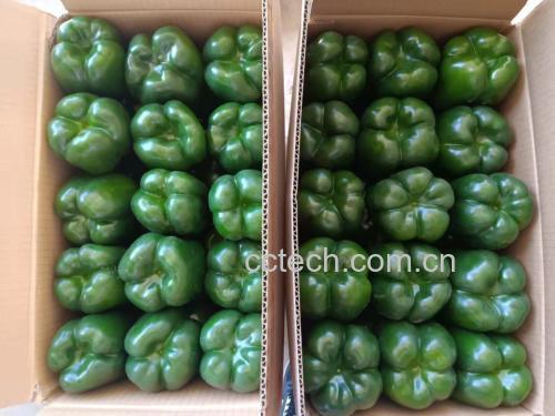 红椒与红杭椒冷链贮藏对比图：左侧为4℃冷库中红椒（装入带12个Φ2mm透气孔PE袋，果色鲜亮饱满），右侧为0–2℃专用辣椒冷库中红杭椒（铝箔复合袋真空预冷后充氮包装，标签标注“7日保鲜期”）