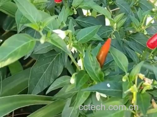红椒与红杭椒实物对比图：左侧为成熟红椒（方灯笼形、果皮光滑油亮、果肩平展），右侧为红杭椒（细长锥形、果顶微弯、果皮具细微纵向棱线），背景为杭州萧山戴村红杭椒种植基地田间挂果实景