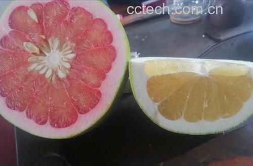 泰国蜜柚外形对比图