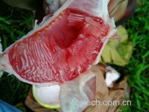 蜜柚果肉与果皮展示图