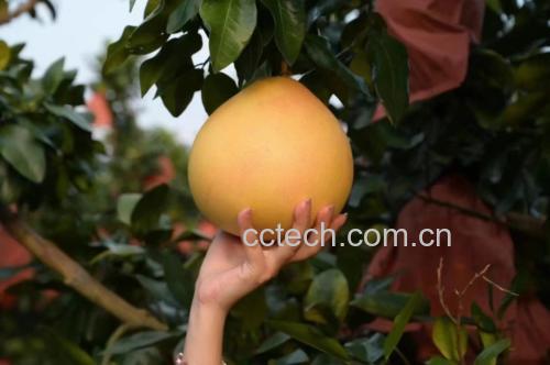 柚子与蜂蜜原材料展示图